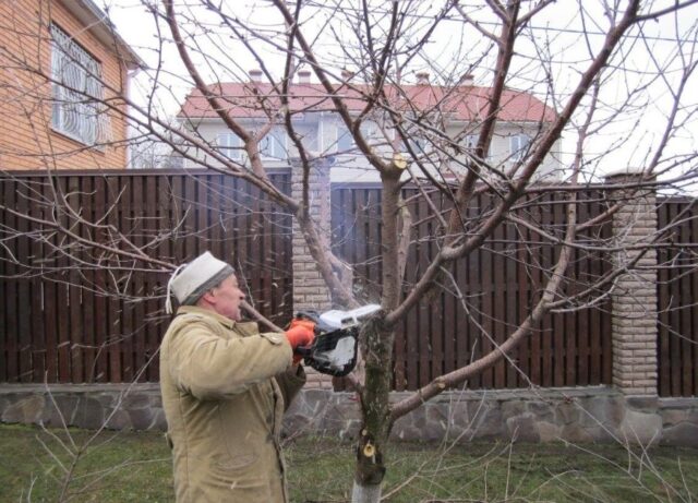 Сорт яблони Беркутовское: описание, фото, отзывы садоводов