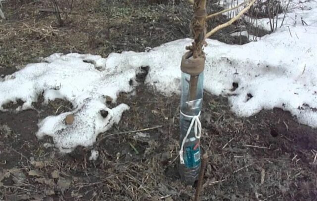 Когда снимать укрытие с яблонь весной: с колоновидных, молодых