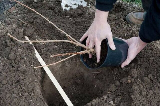 Сорт черной смородины Ильинка: описание, фото, отзывы