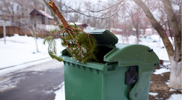 Живые новогодние елки экологичнее искусственных: исследование ученых