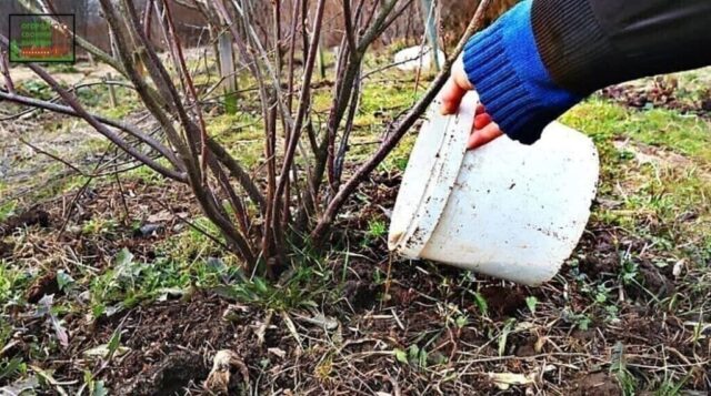 Подкормка смородины навозом: осенняя, весной, конским