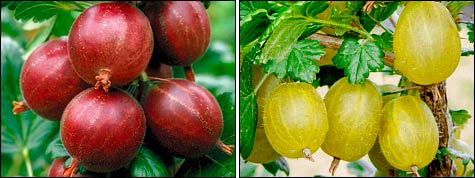 Крыжовник: достоинства современных сортов и опыт посадки саженцев