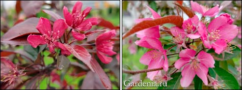 Декоративные яблони: выращивание из семян