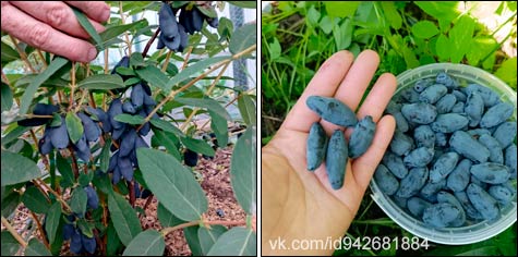 Жимолость: опыт посадки саженцев методом суперзакладки