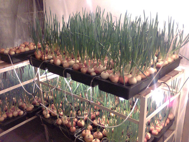 Гидропоника для лука на перо своими руками: раствор, выращивание