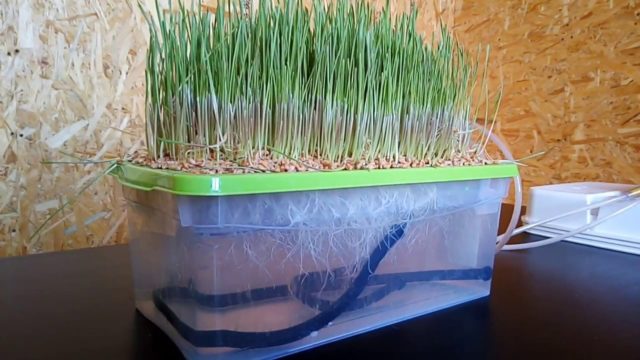 Гидропоника для лука на перо своими руками: раствор, выращивание