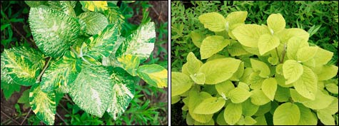 Калина гордовина – «Королева мегаполиса» Калина гордовина – «Королева мегаполиса»