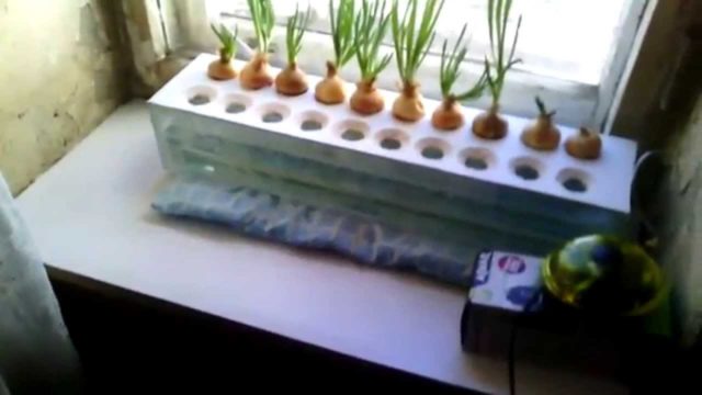 Гидропоника для лука на перо своими руками: раствор, выращивание